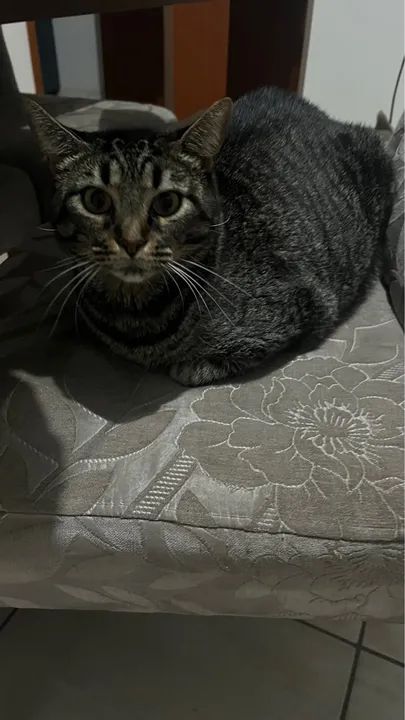 Doação de gata - Foto 2