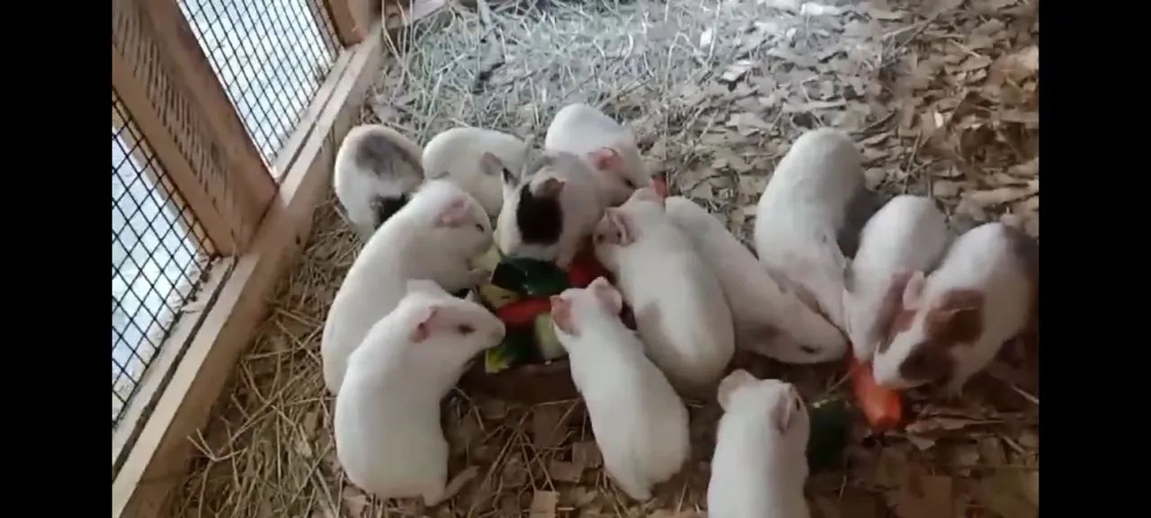 Porquinhos da índia 