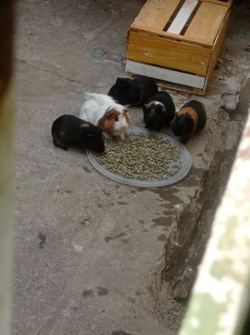 Porquinhas da índia  - Foto 5