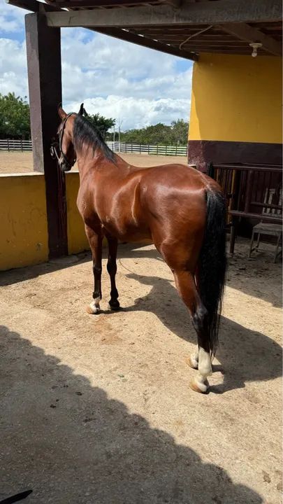 Cavalo Manga Larga para venda - Foto 2