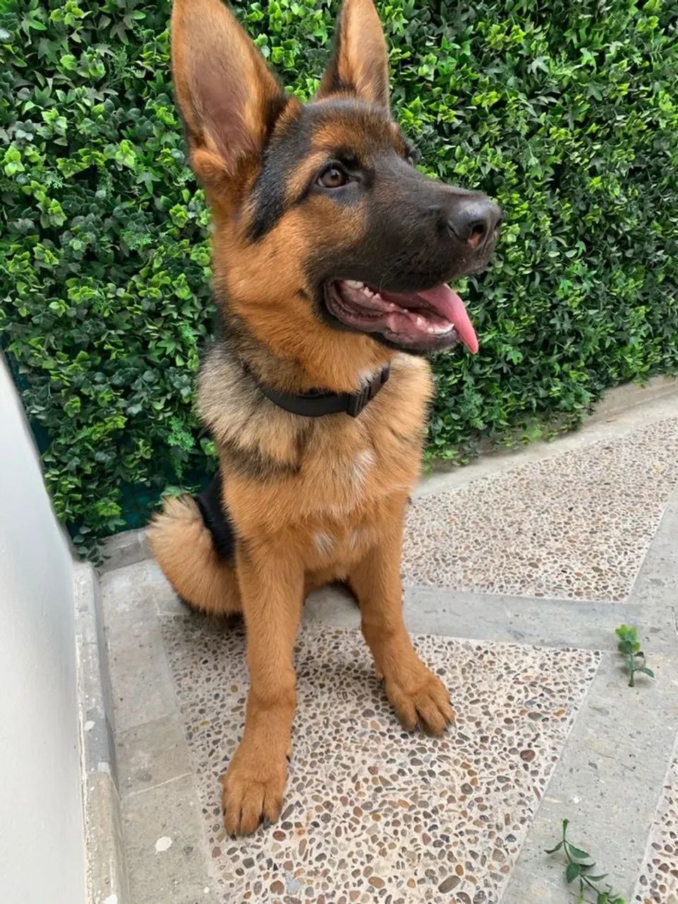 Filhote de pastor alemão  - Foto 3