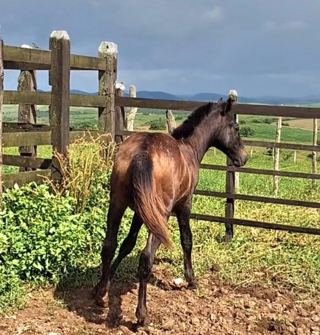 Potro Quarto de Milha  - Foto 2