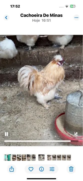 Sedosas do Japão adultas e exóticas 