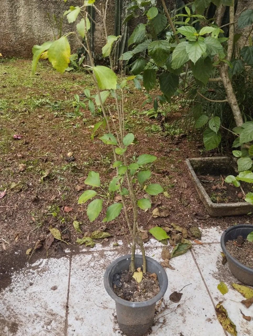 Muda hibisco da siria - Foto 4