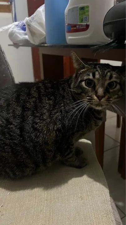 Doação de gata - Foto 5