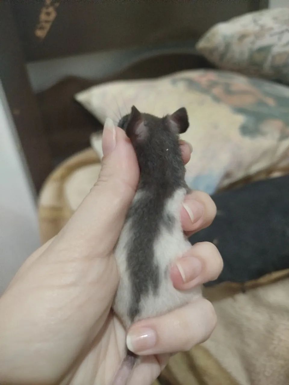 Filhote de rato Twister  - Foto 4