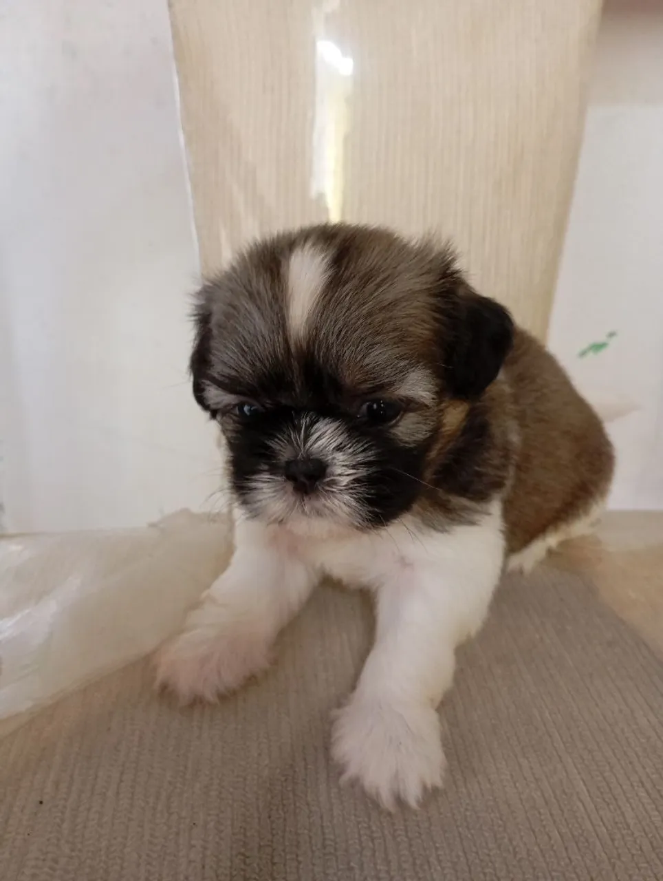 Pra vender rápido raça pura de pai e mãe com pedigree , cachorro femia.