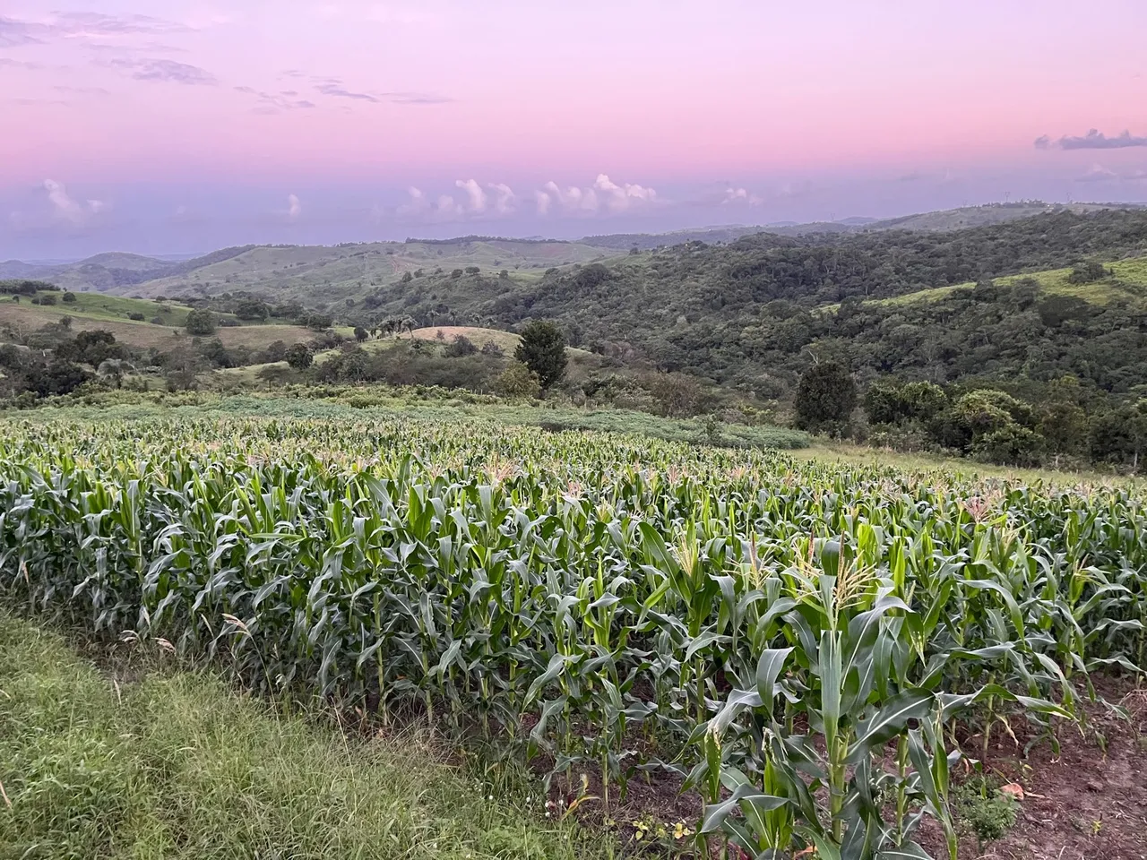 Palha para alimentação animal