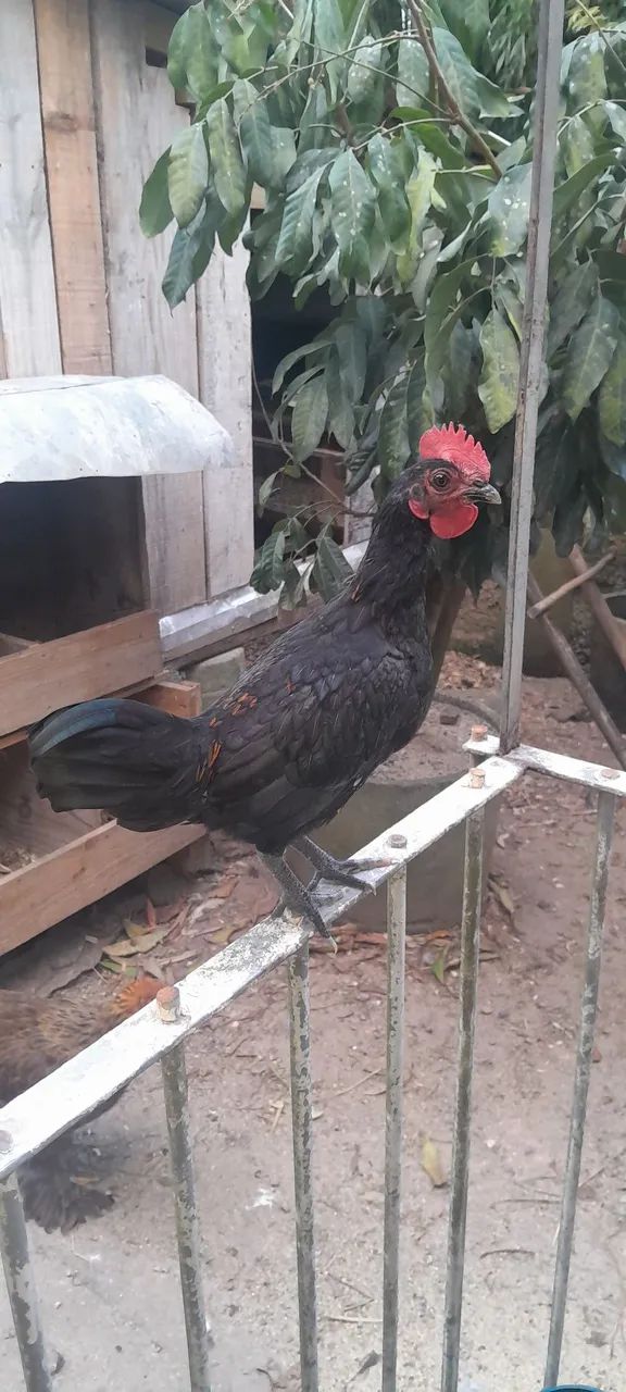 Frango brahma e gsb - Foto 3