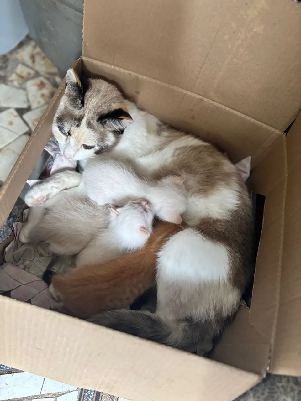 Doação de gatos filhotes 