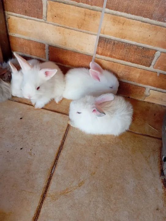 Vendo filhotes de coelho 