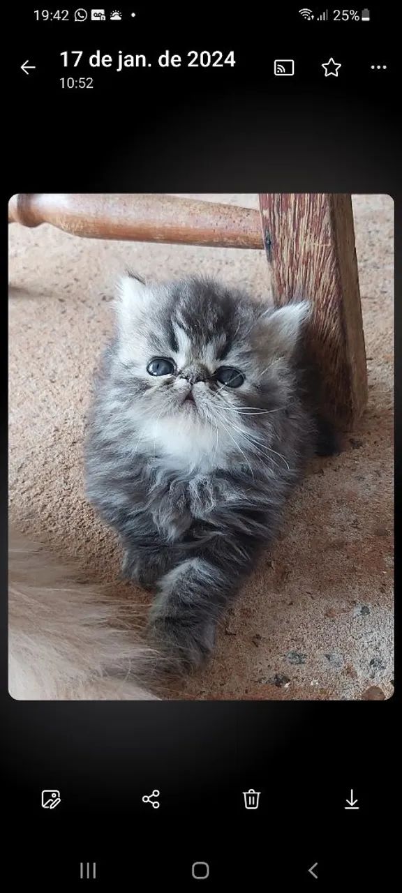 Lindos filhotes de Gato Persa  - Foto 4