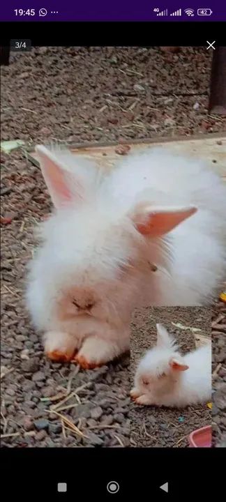 Vendo filhotes de coelho  - Foto 5
