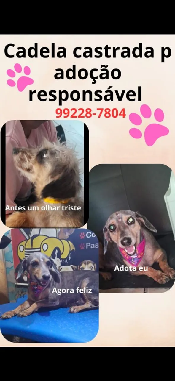 Cachorro linda pra doação