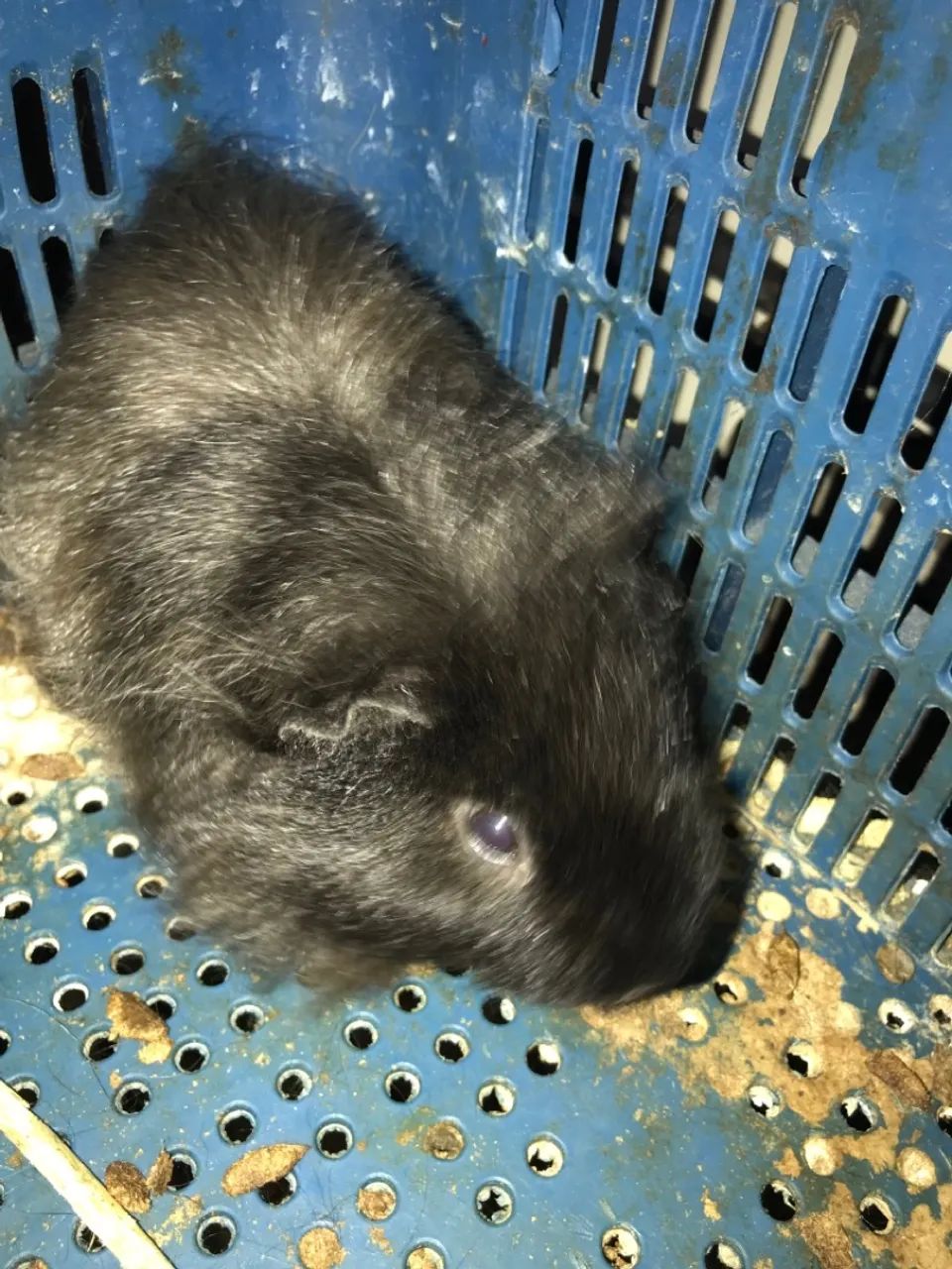 PORQUINHO DA ÍNDIA SHELTIE - VENDO - Foto 6