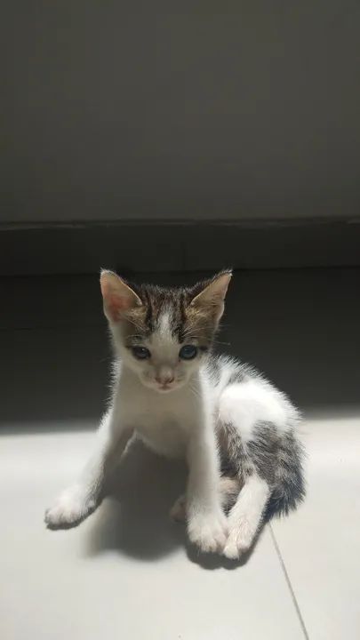 Adoção consciente  - Foto 2