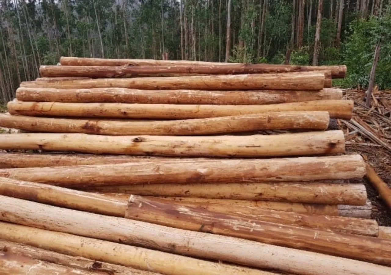 PALANQUES DE EUCALIPTO E ESCORAS. - Foto 4