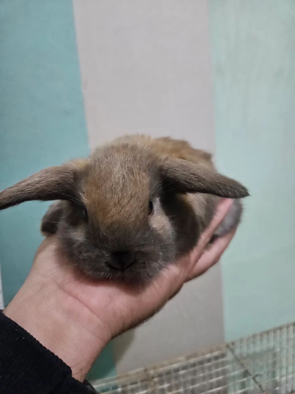 Coelhinho Mini Lop filhotes