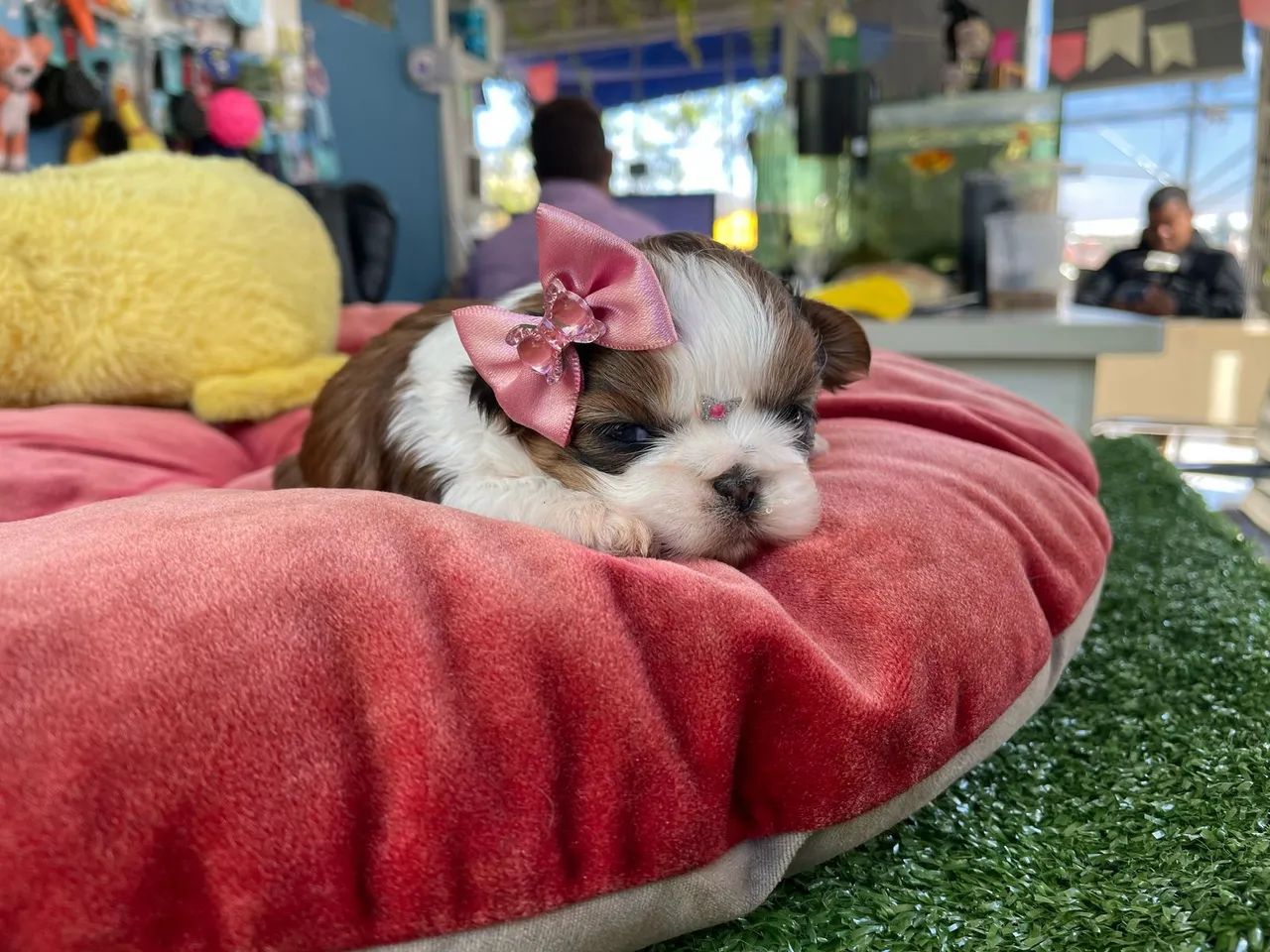  Shih Tzu fêmea com pedigree