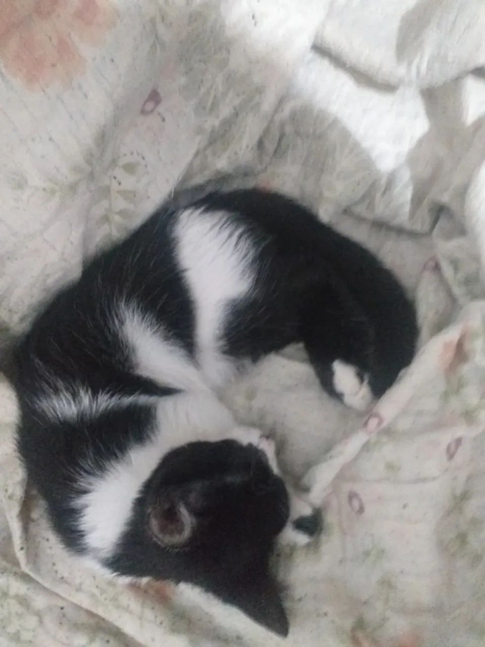 Gatinhos filhotes vai com ração e a coleirinha..numero *...ou *.. - Foto 3