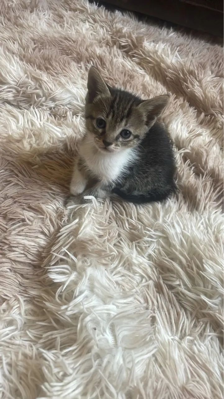 Filhote de gato tabby para adoção - Foto 2