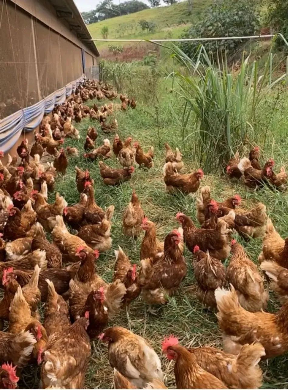 Frangos caipiras - R$ 15 cada - Foto 2