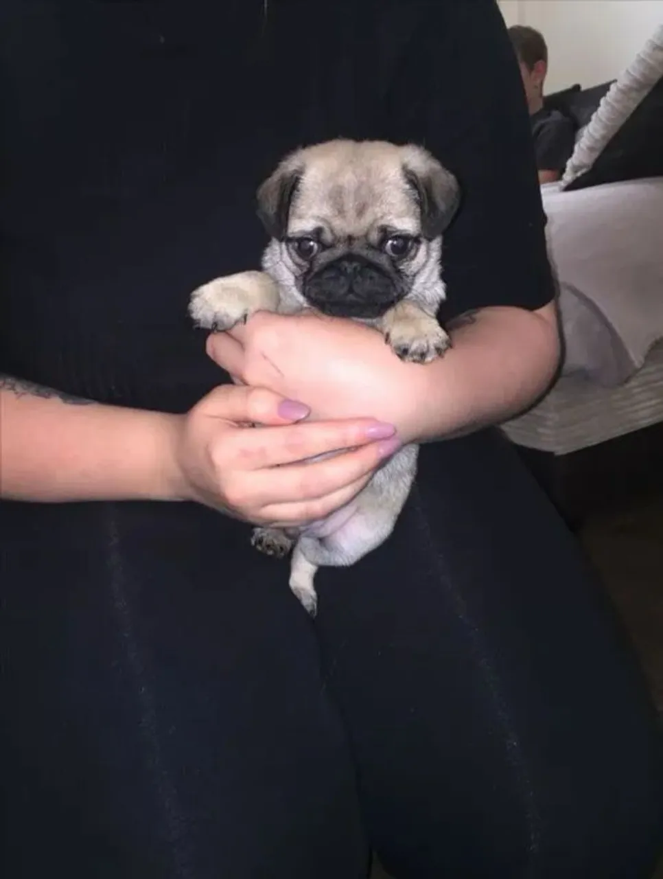 Pug filhote - Pug mania