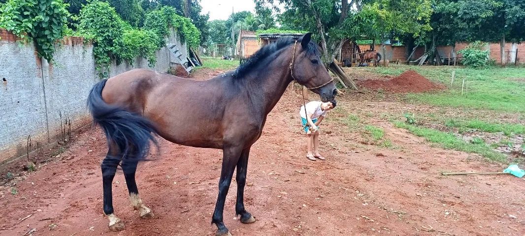 Cavalo esquipador  - Foto 2