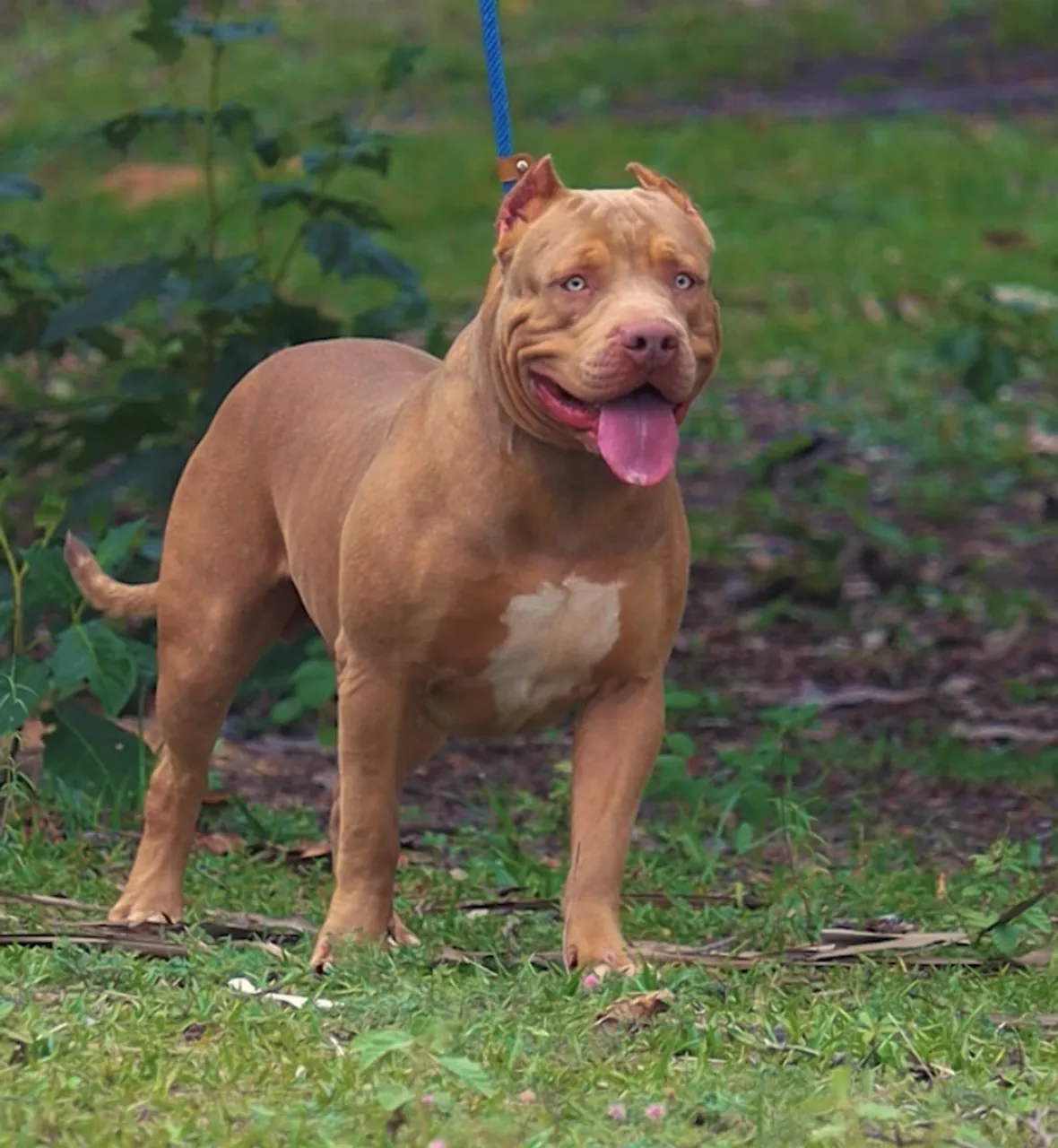 Pitmonster Macho