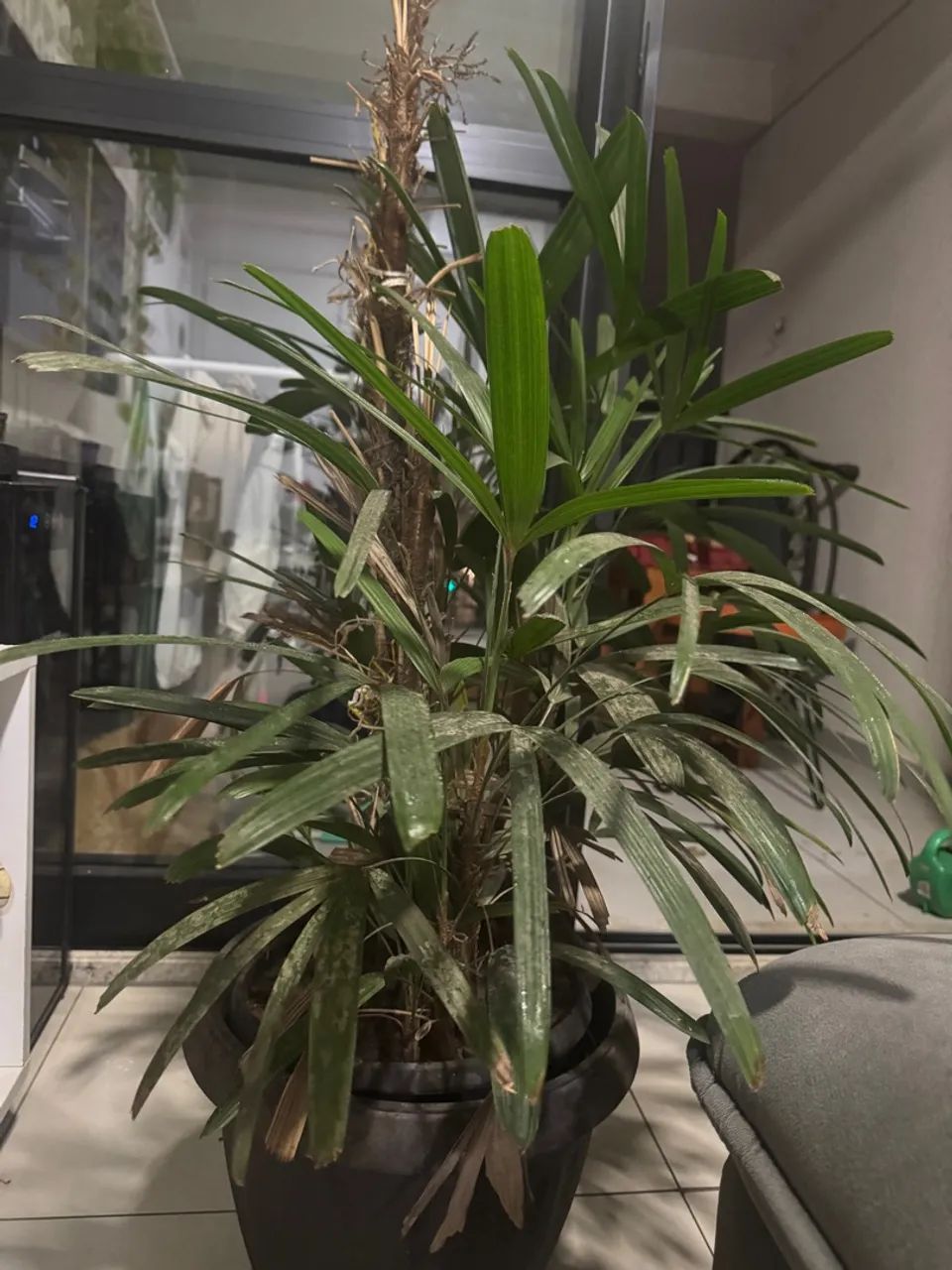 Linda planta para decorar ambientes! Motivo da venda: mudança! - Foto 2