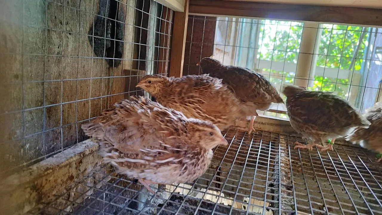 Codornas para venda