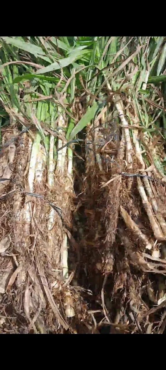 DISPONÍVEL A VENDA GEMAS BRS CAPIAÇU E KURUMI COM ENTREGA GRATIS EM ARACAJU  - Foto 2