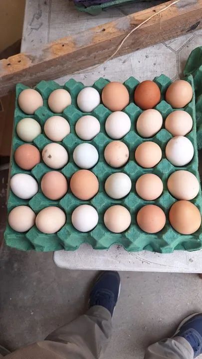 Ovos de galinha galado bandeja com 30 ovos - Foto 3