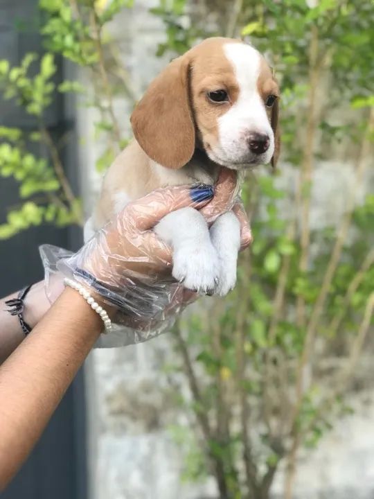 Beagle temos raças de micro, pequeno, medio e grade porte  - Foto 3