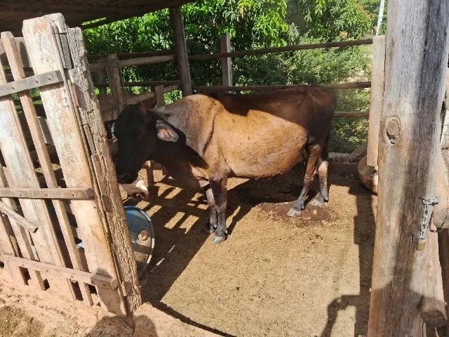 Vendo essa vaca e esse boi - Foto 2