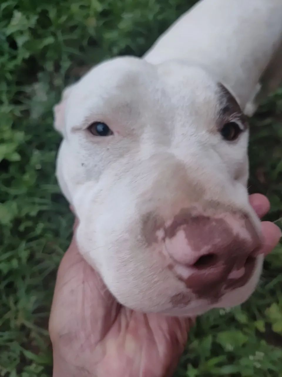 Doa se filhotes mestiço Pitbulls Red Nose - Foto 5