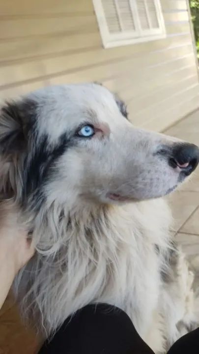 Filhotes de  Border Collie-3 fêmeas disponível  - Foto 3