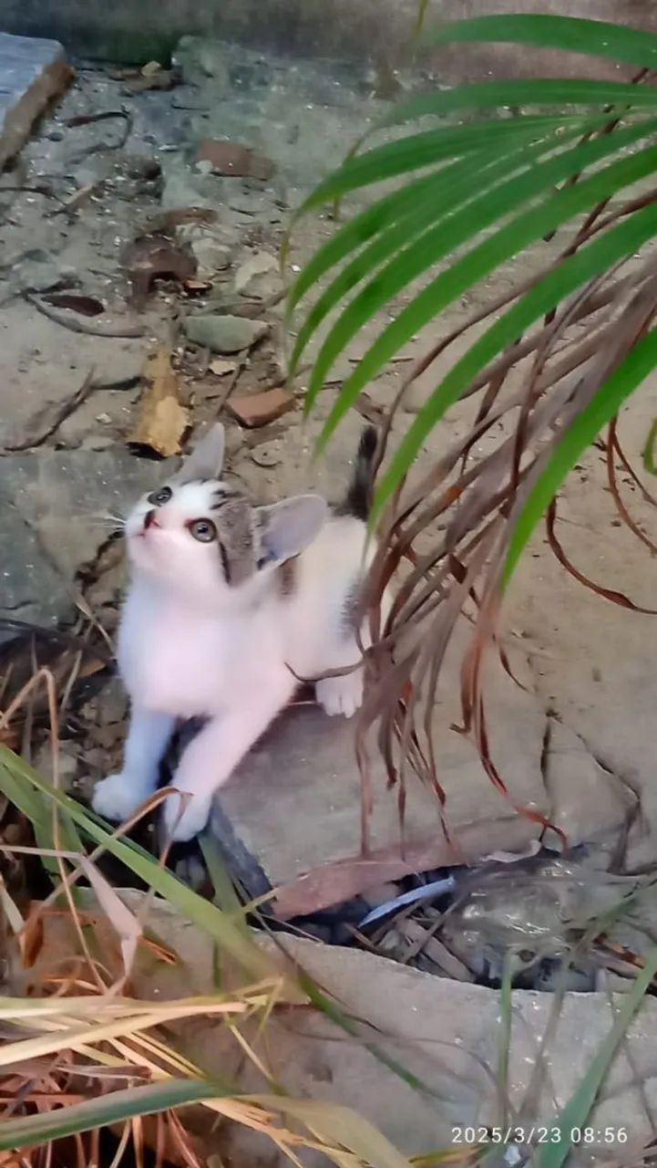 Gatinhos para adoção - casal de fofuras! - Foto 3