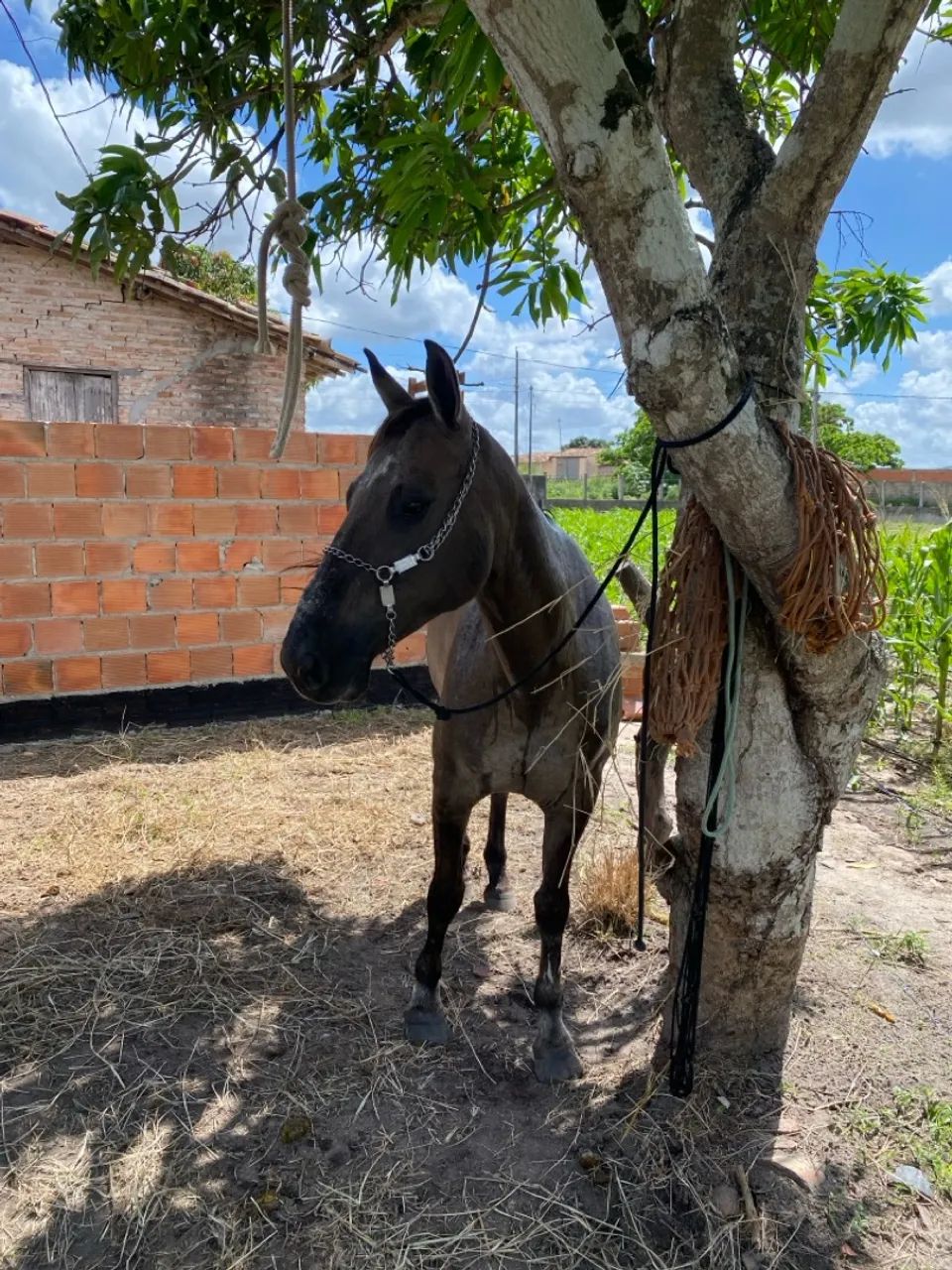 Égua mestiça de QM - Foto 5