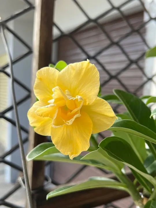 Rosa do deserto simples e dobrada cores variadas