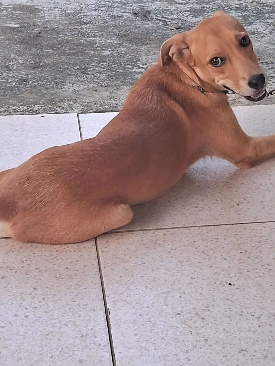 Adoção responsável - Foto 2