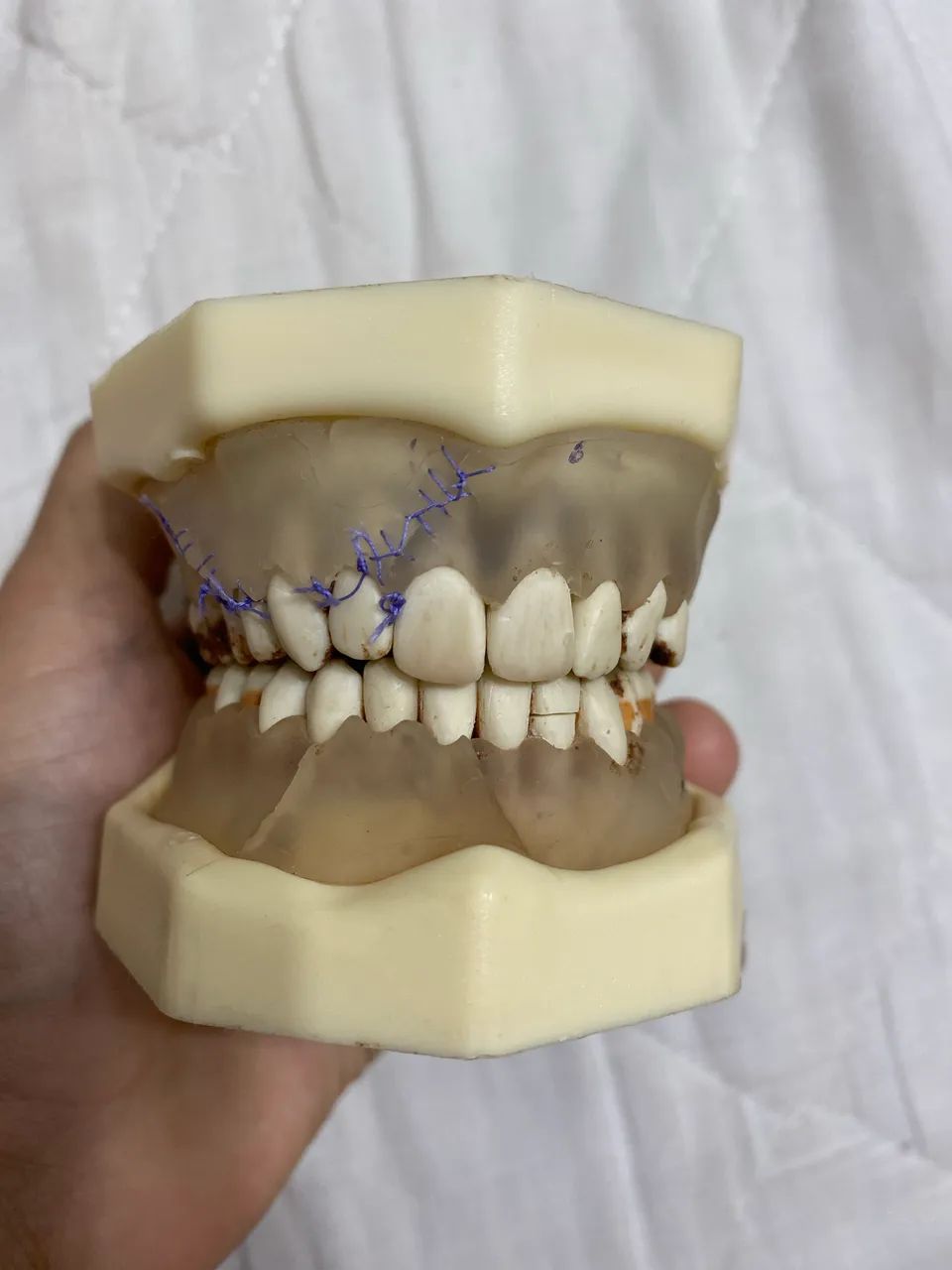 Manequim de periodontia (orais)