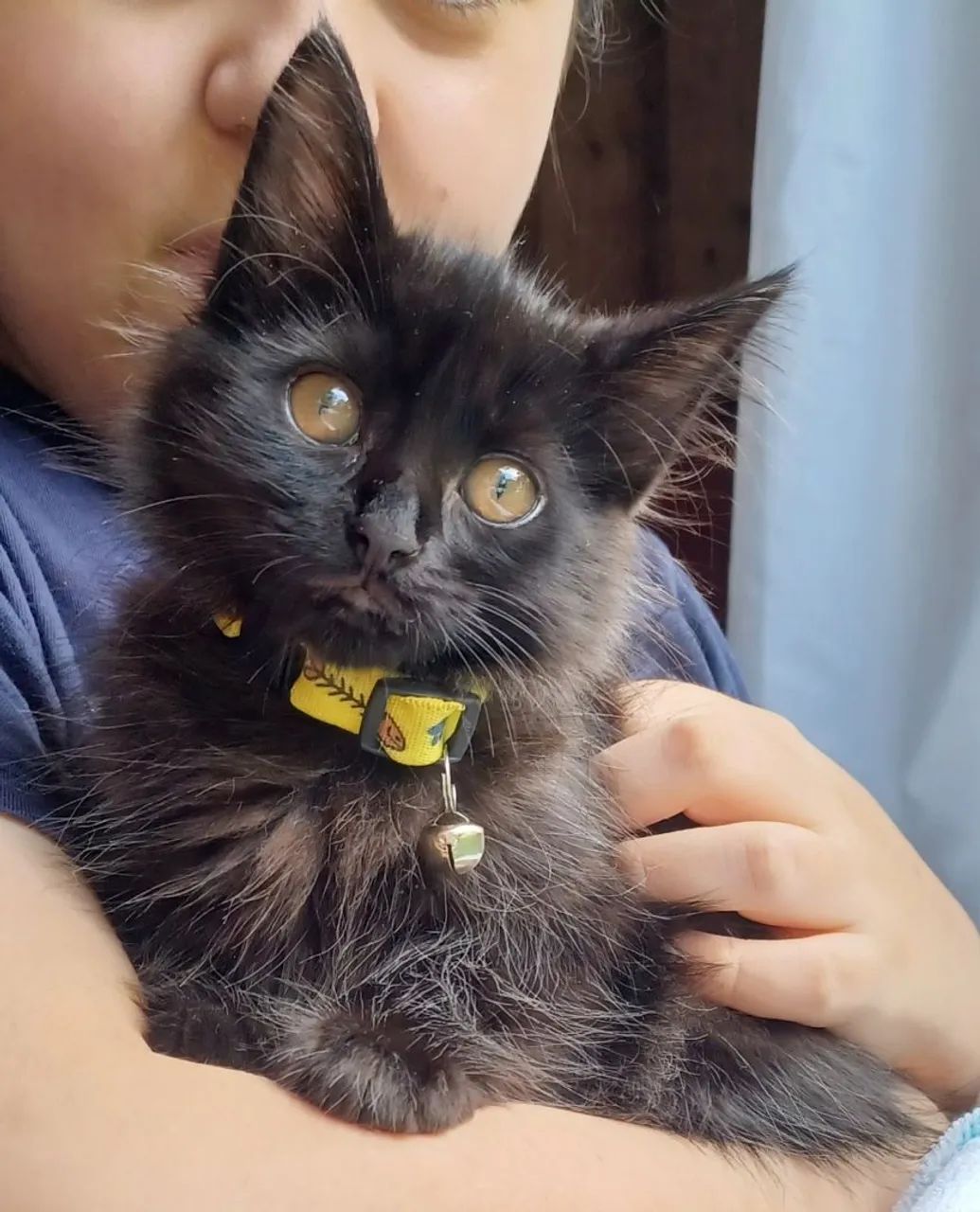 Casal de filhotes de angorá 