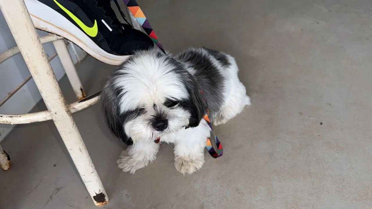 Doação de Shih Tzu (leia o anúncio!)