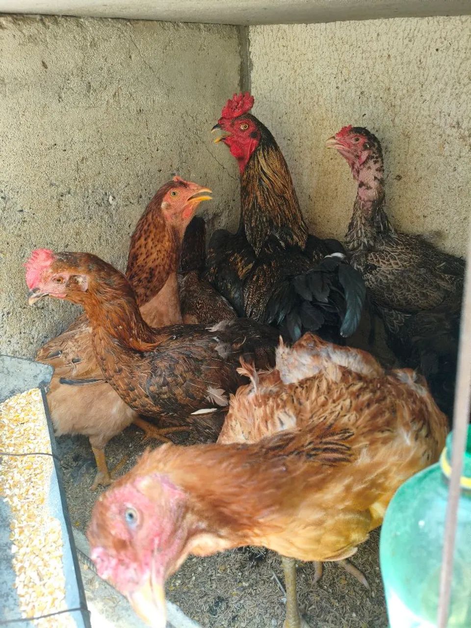 Galos galinhas e frango  - Foto 5