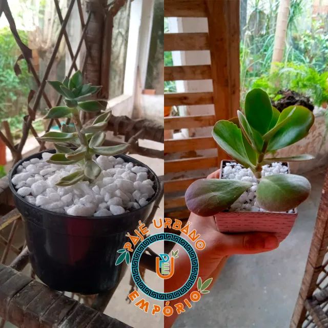 Suculentas e Cactos - R$15,00 - Com Vasinho Incluso - Foto 5
