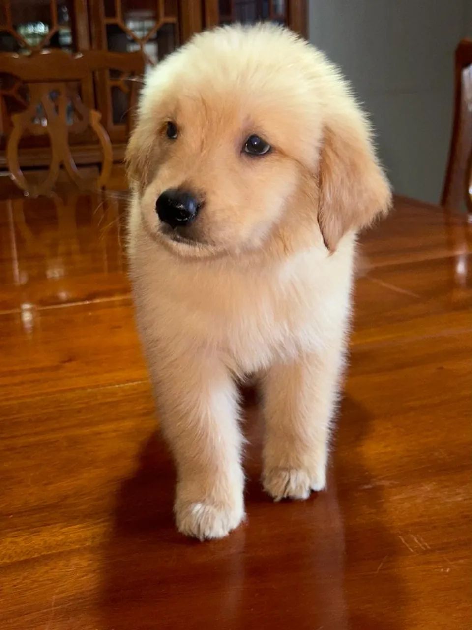 Filhotes Golden Retriever com Pedigree - Foto 2