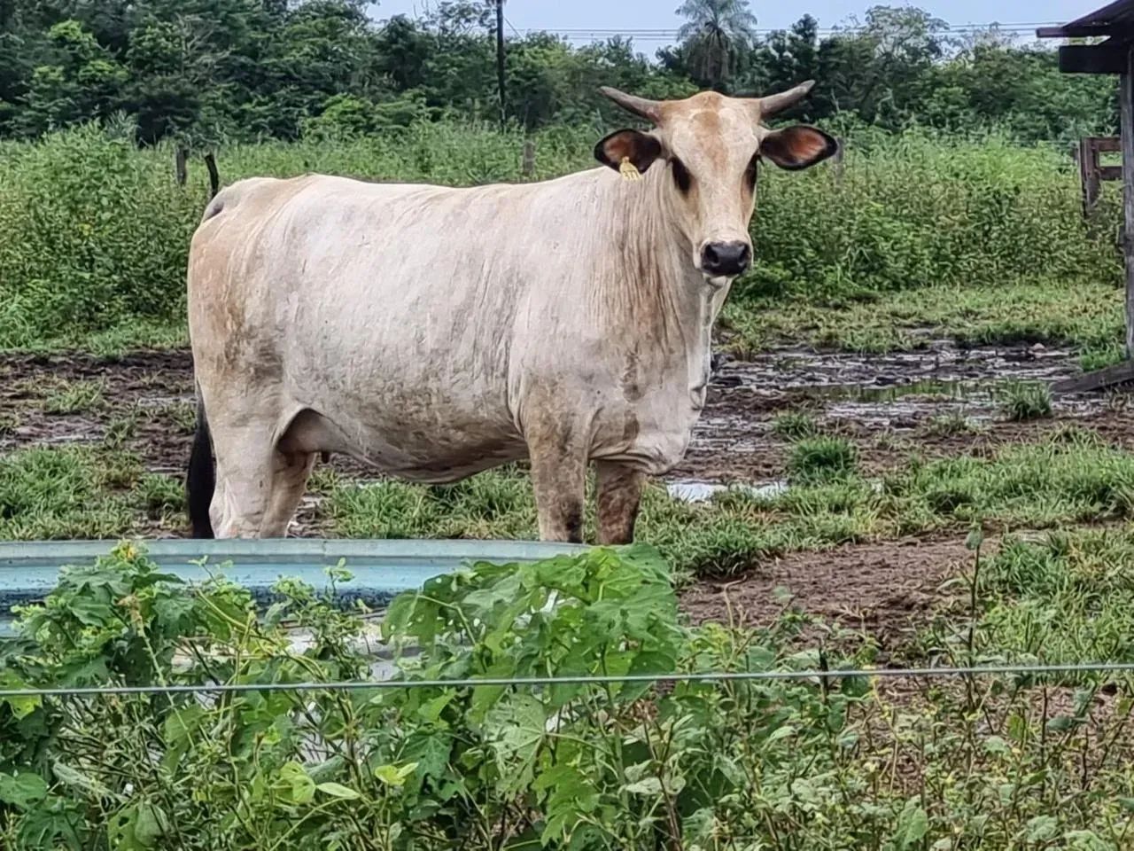 Fazenda dupla aptidão Olho D'água. Próximo Cuiabá - Foto 3
