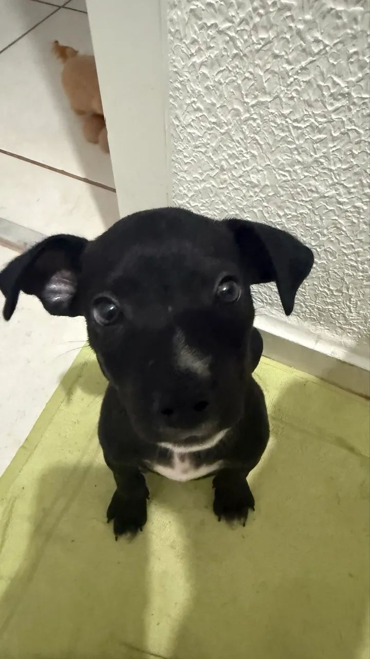 Adoção de cachorro  - Foto 3