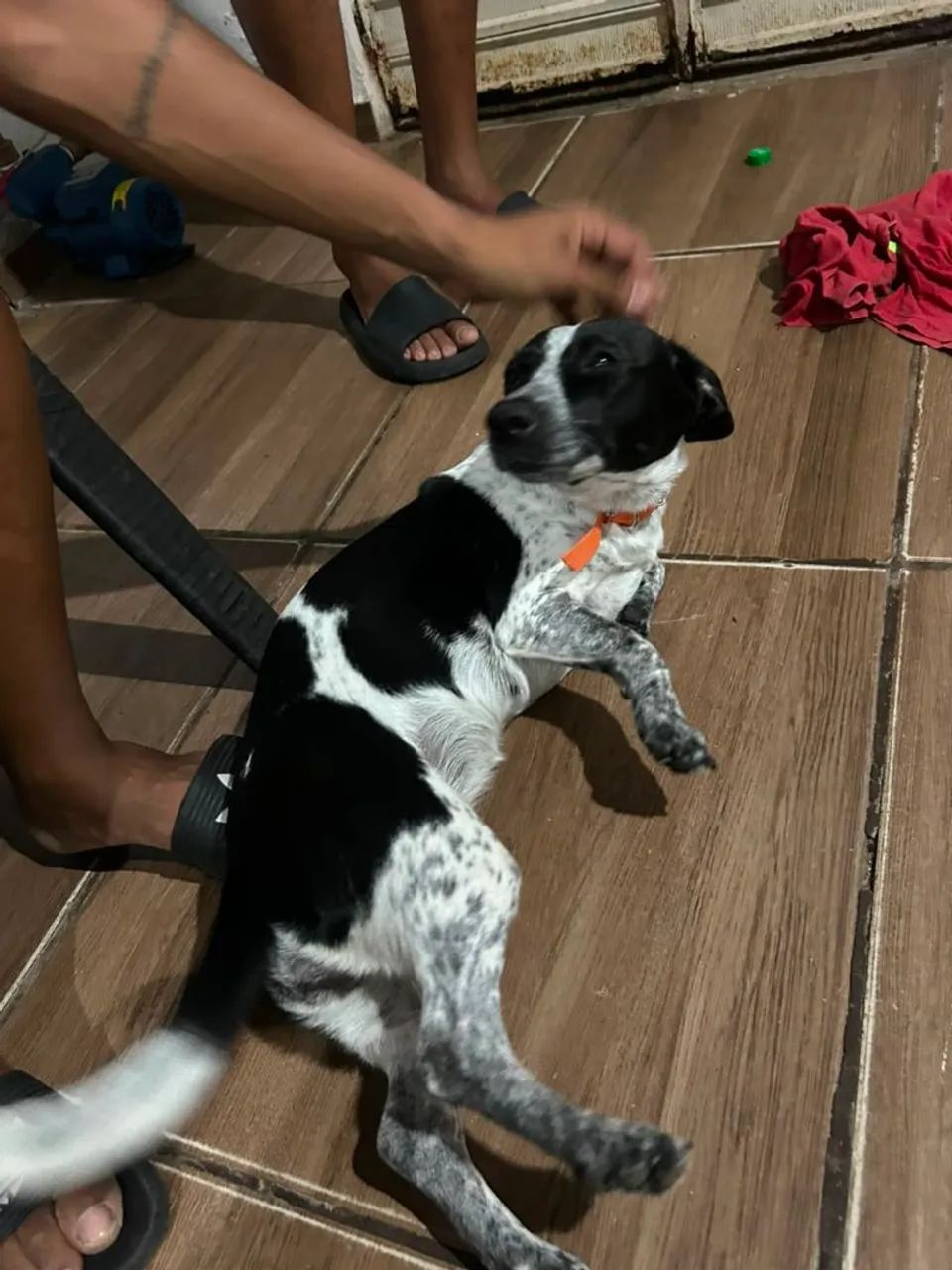 Doação de cachorra - Foto 2